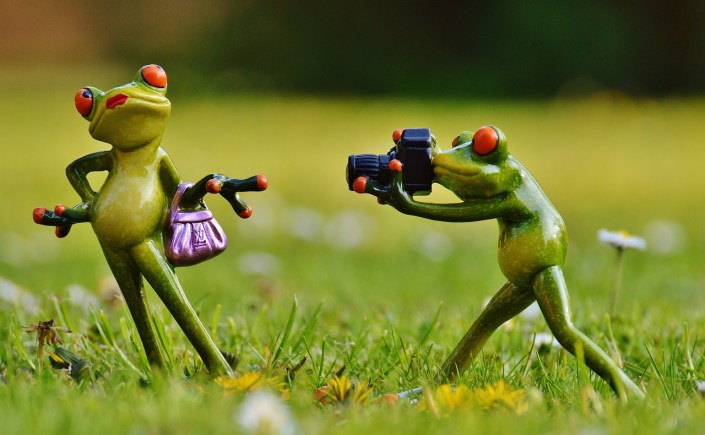 photo de deux grenouilles, l'une posant et l'autre prenant une photo
